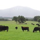 제주 흑우 이미지