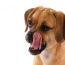 전주동물병원 이미지