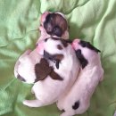 꼬똥사파이어 이미지