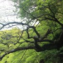 제주 안덕계곡 상록수림 이미지