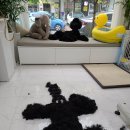김홍펫살롱 | [광교대형견 미용] 하니펫살롱 스탠다드푸들 미용
