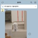 욜로독 이미지