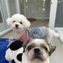 지아 애견샵 이미지