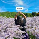 문경 여행 가볼만한곳 경북 데이트 인생샷 명소 문희농원 개미취 실시간