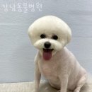 강남동물병원 | 성남 금광동 동물병원 강남동물병원 위치 오는길 후기