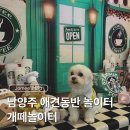 남양주 애견동반 식당, 카페, 개떼 놀이터 방문 후기