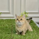 버디독 강아지분양 고양이분양 안심분양센터 광명점 이미지