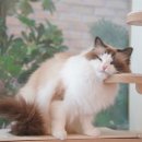 고양이 무마취 미용전문 네이버블로그