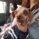 스타펫미팅 이미지