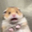 양평벚꽃하우스 이미지