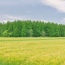 종금주유소 이미지