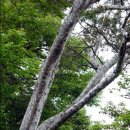 Re:* 천연기념물 소나무 (3) - 지정 해제된 백송(白松) 이미지