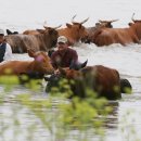 소떼목장 이미지