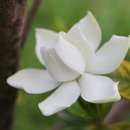 삼박 이미지