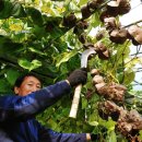 농부의 열매 이미지