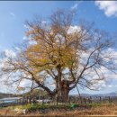 영풍 단촌리 느티나무 이미지