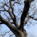 제주기독교순례길 1코스 순종의 길 이미지