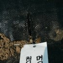 호광 이미지