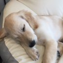 아리댕댕애견카페 이미지