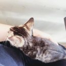 바다와 고양이