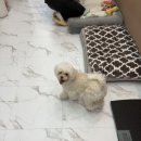 나나 애견 미용실 이미지