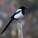 까치(Eurasian magpie) 이미지