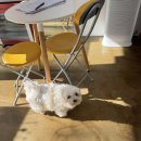 아이몽펫 이미지