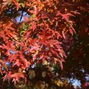 핀오크