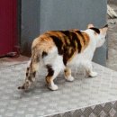 [Film] 로모그래피 디지털라이자 Lomography DigitaLIZA (3) : 짧은 사용기 및 방출기