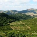 알레그레 이미지