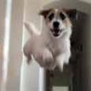 강아지가정부 이미지