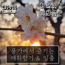 시천교 밑 검암역(89250) | 아라뱃길 매화동산 꽃놀이 일출 개화상태 방문후기 (인천 서구)