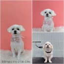 멍뭉이발소 이미지