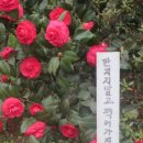 흙내음화가 이미지