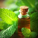 페퍼민트 이미지