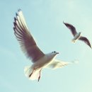 출입국전문 행정사 이미지