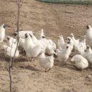 백봉