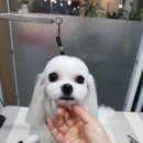 비비드그루밍 이미지