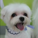 몽퍼피 이미지