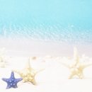 꼬동이네 이미지