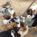 충북대학교 동물병원 | 청주 동물병원/충북대학교 동물병원/눈 종합검사_개메이 건강 기록하기