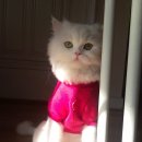 어랑아랑