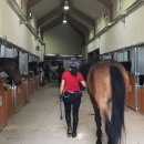 본마사동 이미지