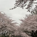 제주중앙 여자중학교 (삼도1동 주민센터방면) | (제주볼거리) 제주 벚꽃 명소/제주시 정리/사진찍기 좋은곳/주차정보/위치정보/ 전농로, 녹산로, 제주...