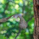 딱따구리 이미지