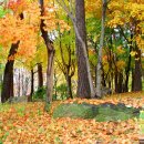 호암미술관의 가을풍경 이미지