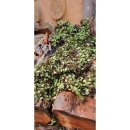 고메똥골 이미지