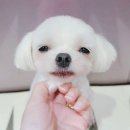 오늘도 아름답개 이미지