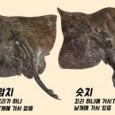 할머니홍어회