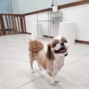 까까오 dog 네이버블로그